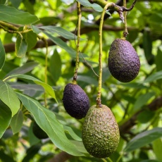 2048x1365-Grow-Guide-Avocado-GettyImages-1143340157-42b5094 Close-up of avocados growing on tree