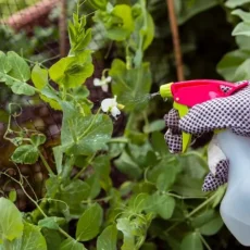 Biofertilizers-VS-Biopesticides Biofertilizers-VS-Biopesticides