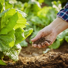 Close up of a farmer's hand examinng dirt in a romaine lettuce field Close up of a farmer's hand examinng dirt in a romaine lettuce field