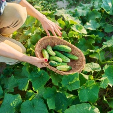 Step-by-Step-Guide-to-Cucumber-Farming5 Step-by-Step-Guide-to-Cucumber-Farming5