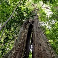 huge-tropical-tree-years-old-banyan-ko-kood-island-forest-thailand-67115786 huge-tropical-tree-years-old-banyan-ko-kood-island-forest-thailand-67115786