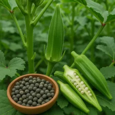 okra-ladies-finger-seeds_-_buy_online okra-ladies-finger-seeds_-_buy_online