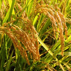 Oryza_sativa_Ear_rice_Stugaru_roman_rice_IMG_3971
