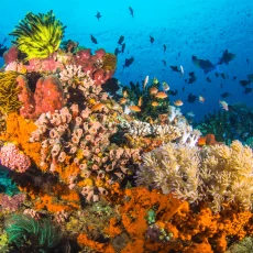 The importance of biodiversity for healthy ecosystems and human life_visual 2